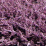 Calluna vulgaris 'Mrs. Beale'.png